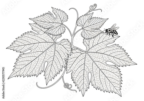 Black and white bee on grape leaves illustration