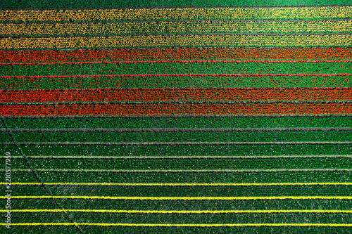 Rangées de tulipes colorées dans un champ à Cestas