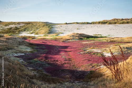 PLANT - SAMPHIRE
A carpet of glasswort, an edible wild plant that grows in coastal dunes and takes on these mauve, red, and purplish hues in August.