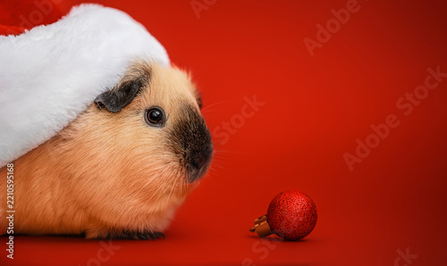 Guinea Pig in Santa Hat with Red Ornament on Red Background