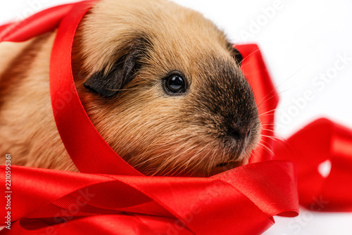 Guinea Pig Wrapped in Red Ribbon Isolated on White