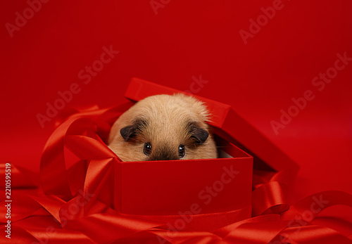 Guinea Pig Peeking from Red Gift Box on Festive Background