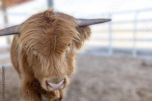 Close-up portrait of a Highland cow with long shaggy reddish-brown hair and prominent curved horns, standing peacefully on a farm with a soft natural countryside background.
