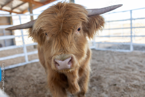 Close-up portrait of a Highland cow with long shaggy reddish-brown hair and prominent curved horns, standing peacefully on a farm with a soft natural countryside background.
