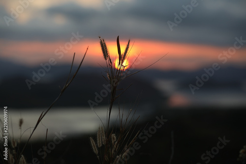 sunset in the field