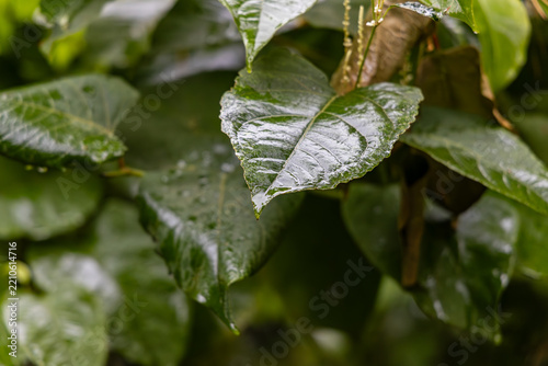 Photography Wet Sakhalin knotweed leaf with water droplets after rain in close up view