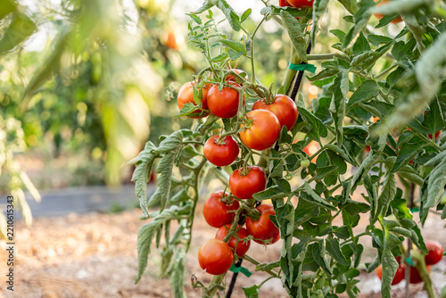 Ripe organic tomatoes growing on vine in greenhouse