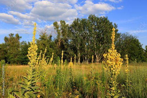 A vibrant field of Verbascum thapsus plants under a bright blue sky with fluffy white clouds during a warm and peaceful afternoon in the countryside
