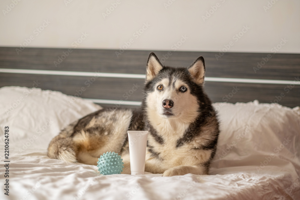 Fototapeta premium Blank white tube of shampoo standing in front of husky, mockup impossible to build from flat lay, frame for petcare campaign. Wide shot. Concept of pet shampoo packaging shown with real dog