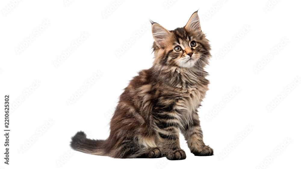 Fototapeta premium Cute fluffy striped tabby kitten sitting alert domestic pet animal isolated on transparent background