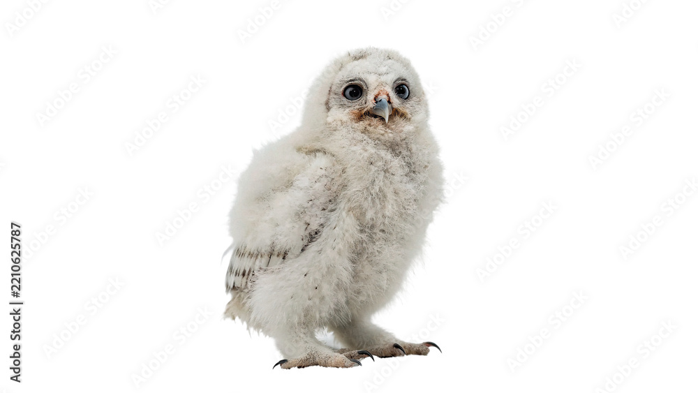 Fototapeta premium Cute small fluffy white baby owl owlet chick wildlife creature isolated on transparent background