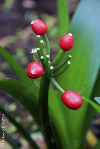 Natal lily (Clivia miniata), livie, seed capsule, fruiting stage, Kirstenbosch Botanical Garden, Cape Town, South Africa