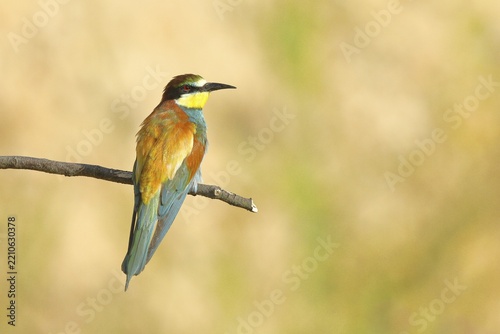 Bee-eater (Merops apiaster) sitting on a branch, dorsal view, Rhineland-Palatinate, Germany