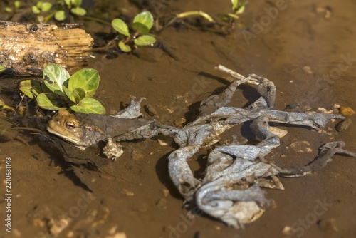 Bufo bufo, common toad, amphibians, amphibians, prey, early, spawning season, amphibians, sacrifice, mating season, jump, dead, remains
