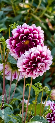 Vertical Close Up of Two Bi-Color White and Magenta Dahlias on Stems