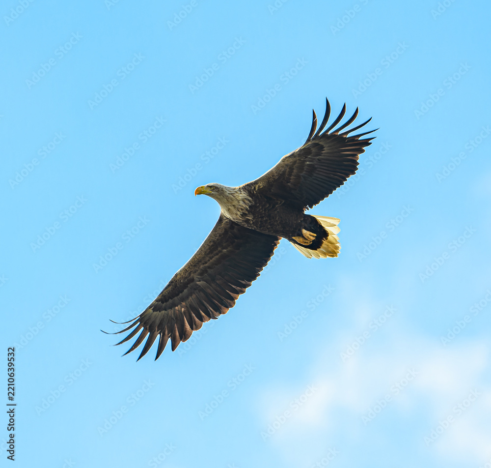Fototapeta premium white-tailed eagle (Haliaeetus albicilla) in flight