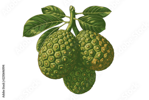 Soursop fruit illustration with leaves for tropical food branding and packaging design.