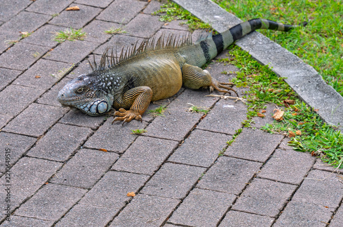 Iguana on brick pathway - Panama