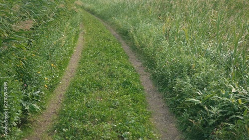 Curving Rural Road with Tire Tracks and Swaying Green Susuki Grass
