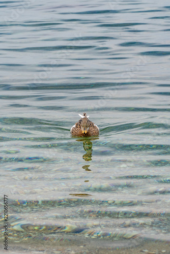 Mallard ducks swimming at Agios Petros beach, Alonissos, Greece