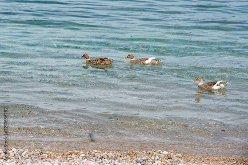 Mallard ducks swimming at Agios Petros beach, Alonissos, Greece