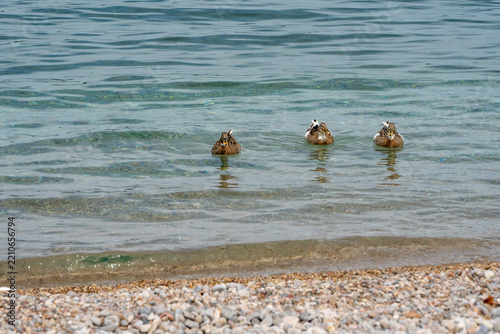 Mallard ducks swimming at Agios Petros beach, Alonissos, Greece