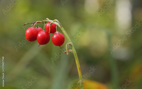 Berries of a lily of the valley close up.