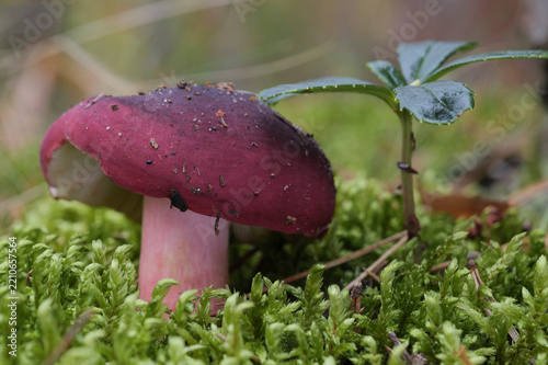 A red russula mushroom grows on the moss in an autumn pine forest on a sunny day.