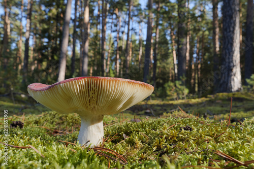 Mushroom growing in the autumn forest.