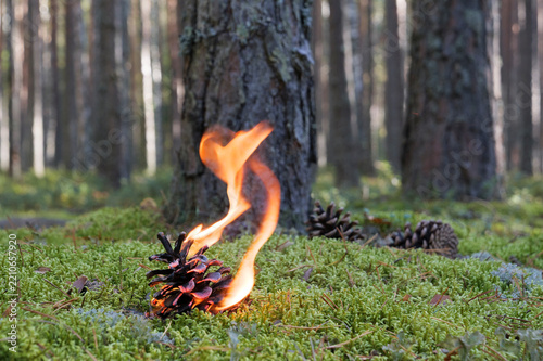 One burning pine cone on moss in the pine forest.