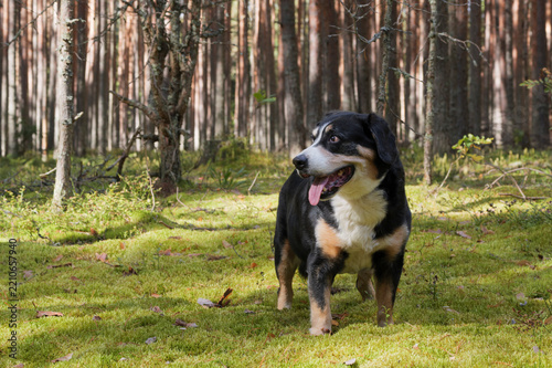 Dog stands on green moss in the Autumn Forest on a sunny day.