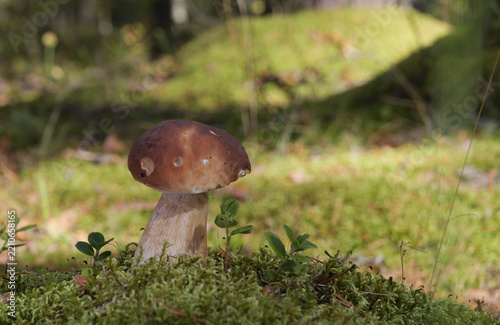 Edible mushroom growing in moss, in the forest on a sunny day. Boletus edulis.