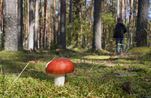 A red russula mushroom grows on the moss in an autumn pine forest on a sunny day.
