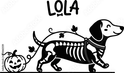 Cute dachshund dog wearing a skeleton costume with a pumpkin