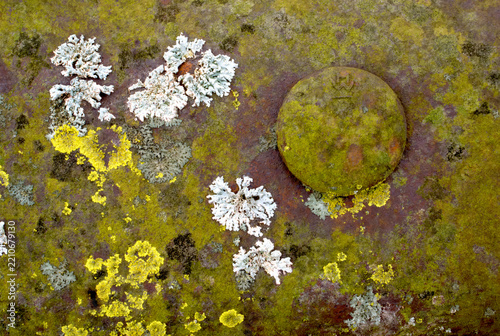 Macro closeup lichens algae metal guardrail wildlife refuge Indiana