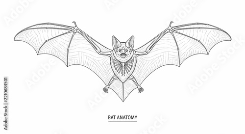 Detailed Line Art Illustration of Bat Anatomy with Spread Wings for Scientific Study