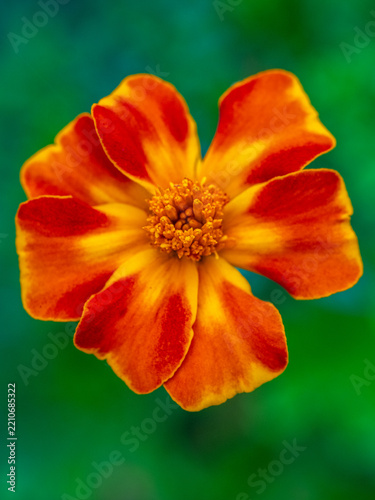 Bright Orange and Yellow Marigold With Petals in a Garden