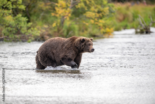 Alaskan brown bear standing in Brooks River