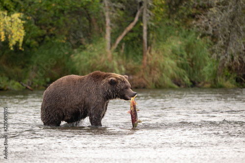 Alaskan brown bear standing in Brooks River