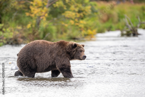 Alaskan brown bear standing in Brooks River