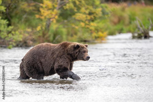 Alaskan brown bear standing in Brooks River