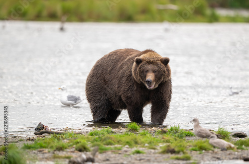 Alaskan brown bear standing in Brooks River