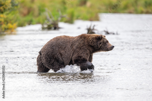 Alaskan brown bear standing in Brooks River