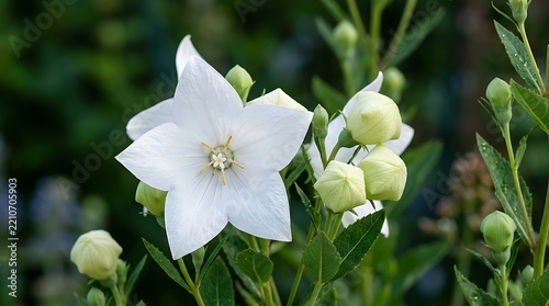 white narcissus in the garden