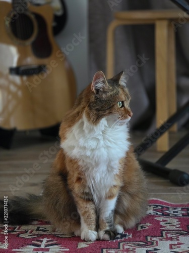 Norvegian cat sitting in the living room