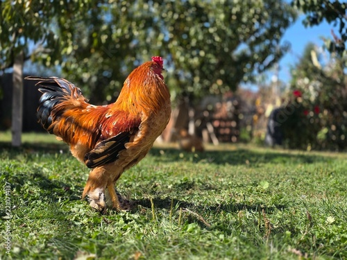 Rooster in the garden in the farm