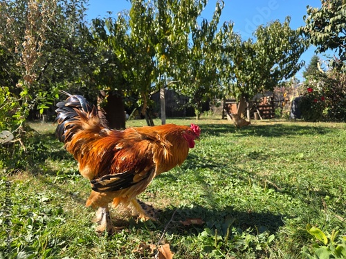 Rooster in the garden in the farm