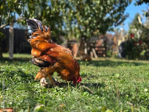 Rooster in the garden in the farm
