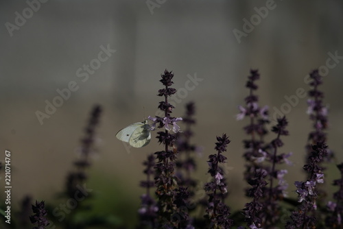 The large white butterfly (or cabbage white) is a widespread diurnal butterfly of the Pieridae family, whose caterpillars are well-known agricultural pests.