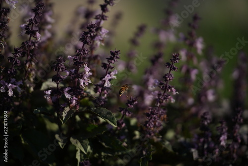 The large white butterfly (or cabbage white) is a widespread diurnal butterfly of the Pieridae family, whose caterpillars are well-known agricultural pests.